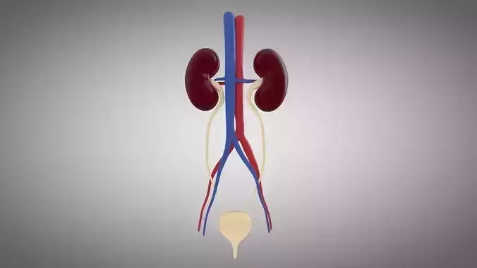 Human Kidney and Urinary System