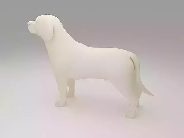 Labrador Retriever