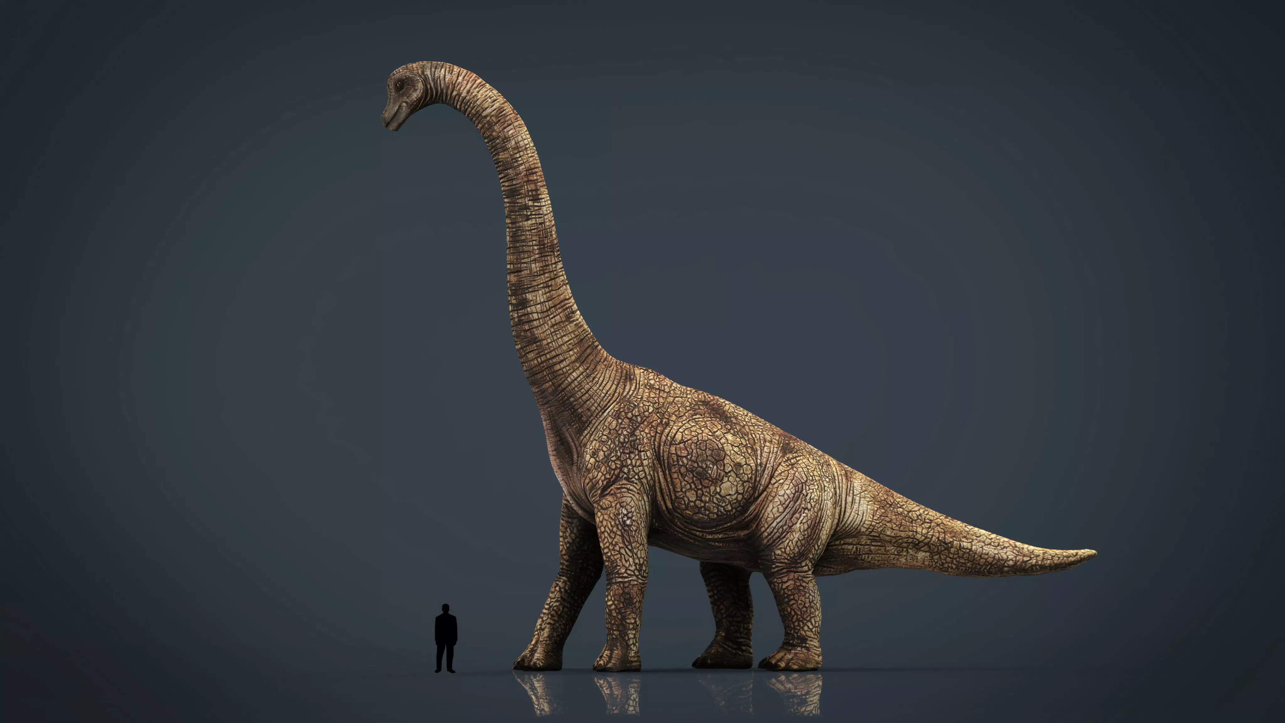 Brachiosaurus dinosaur Low-poly 3D model_0