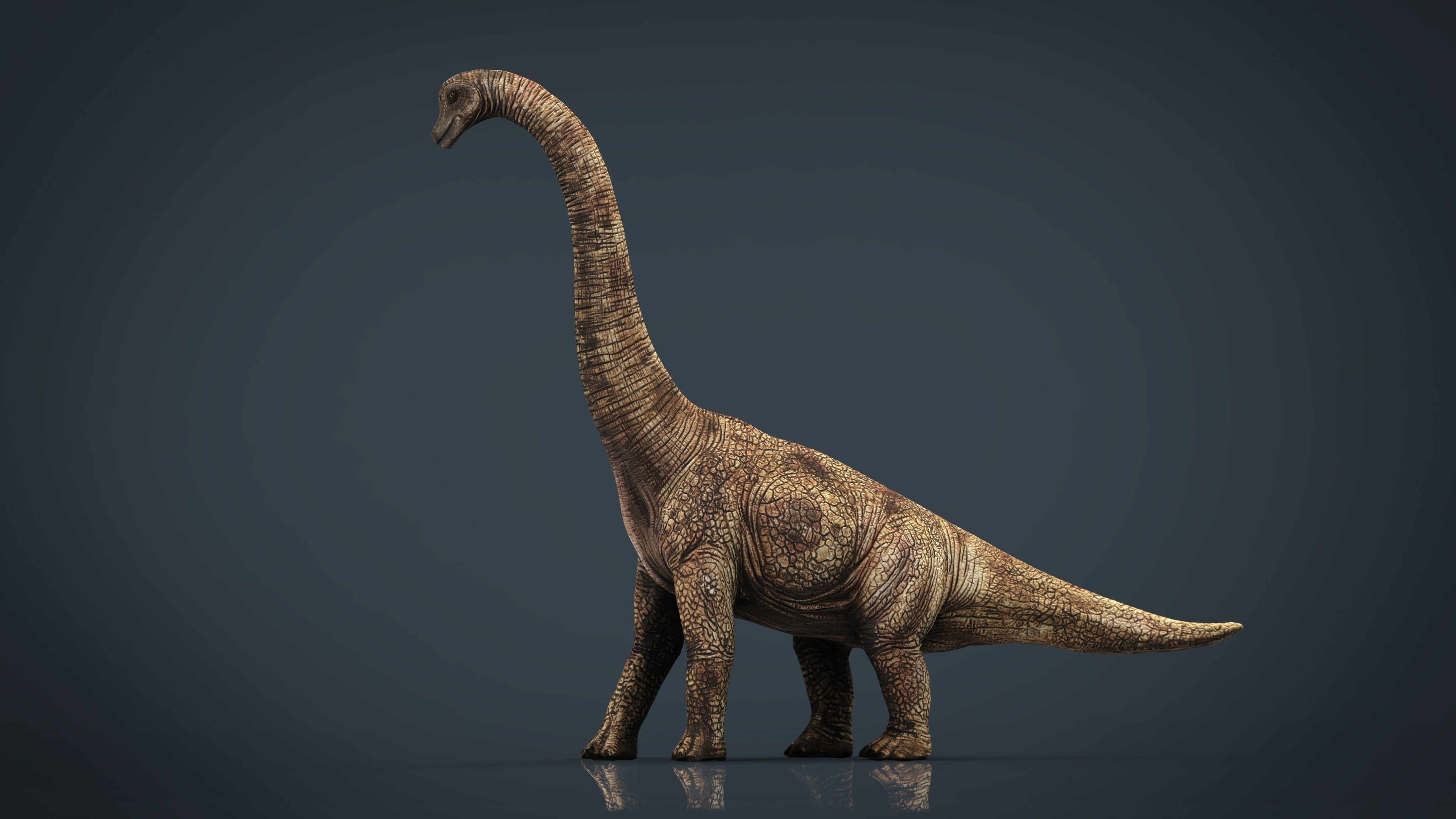 Brachiosaurus dinosaur Low-poly 3D model_17