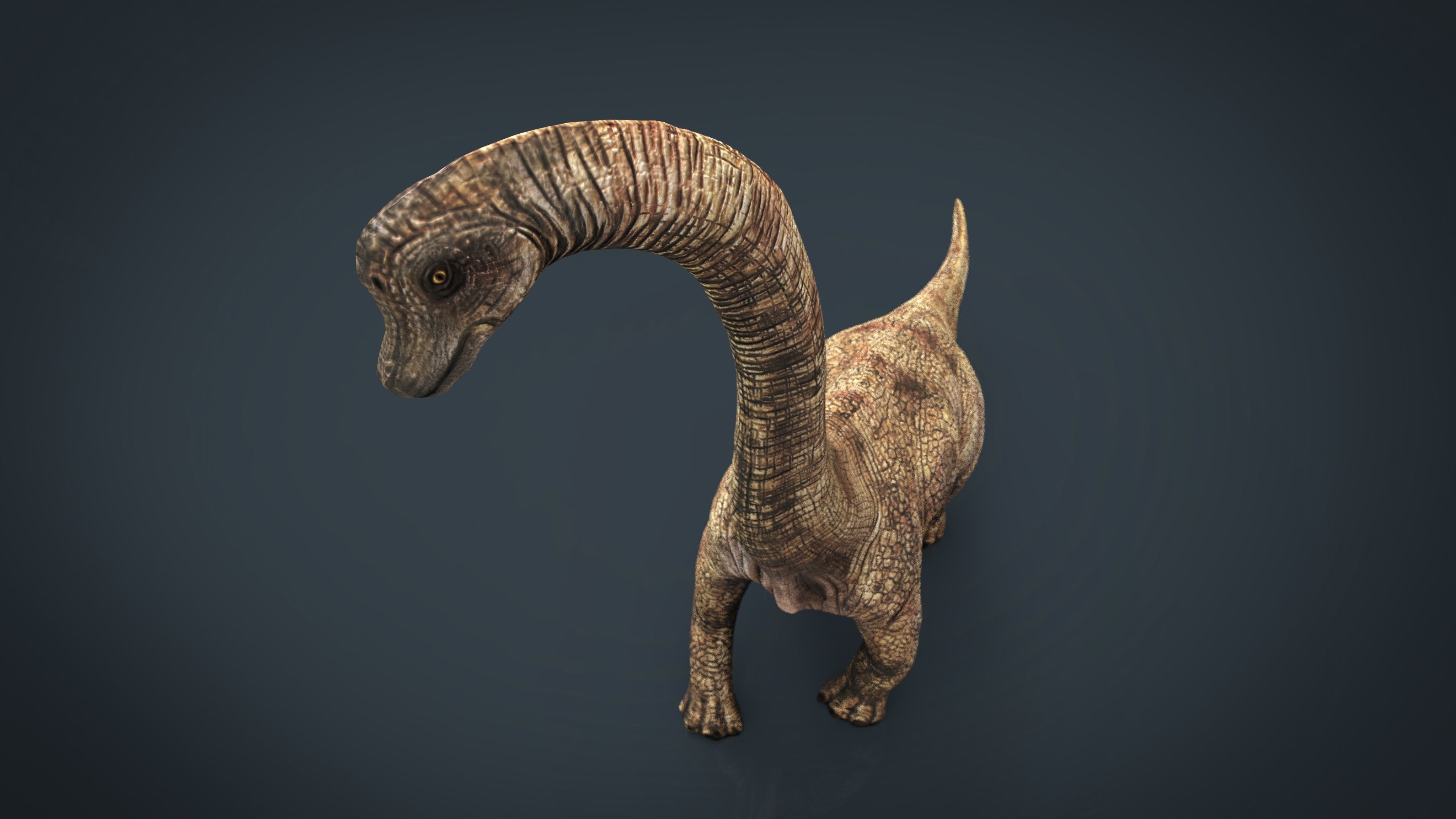 Brachiosaurus dinosaur Low-poly 3D model_14