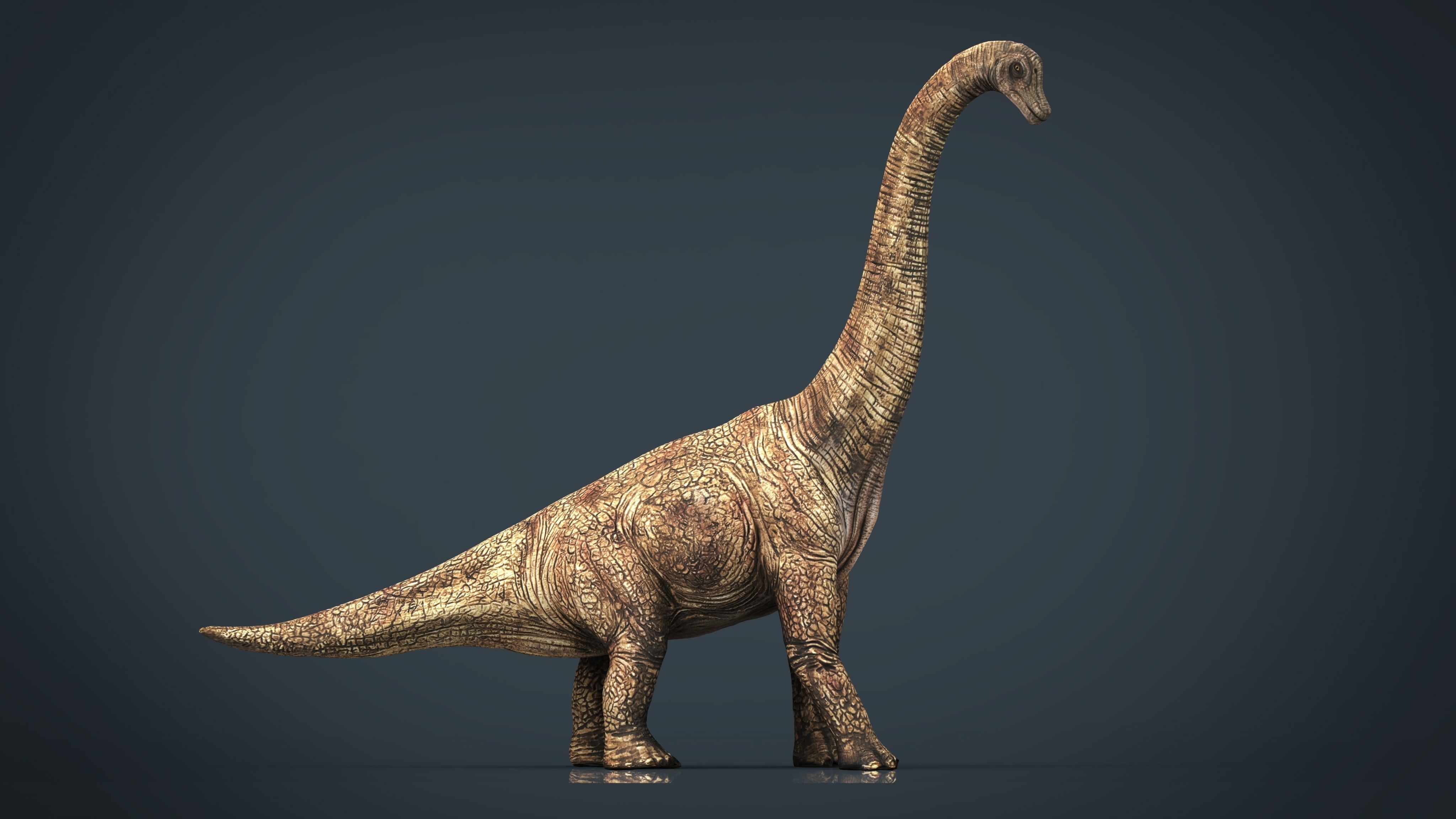 Brachiosaurus dinosaur Low-poly 3D model_15