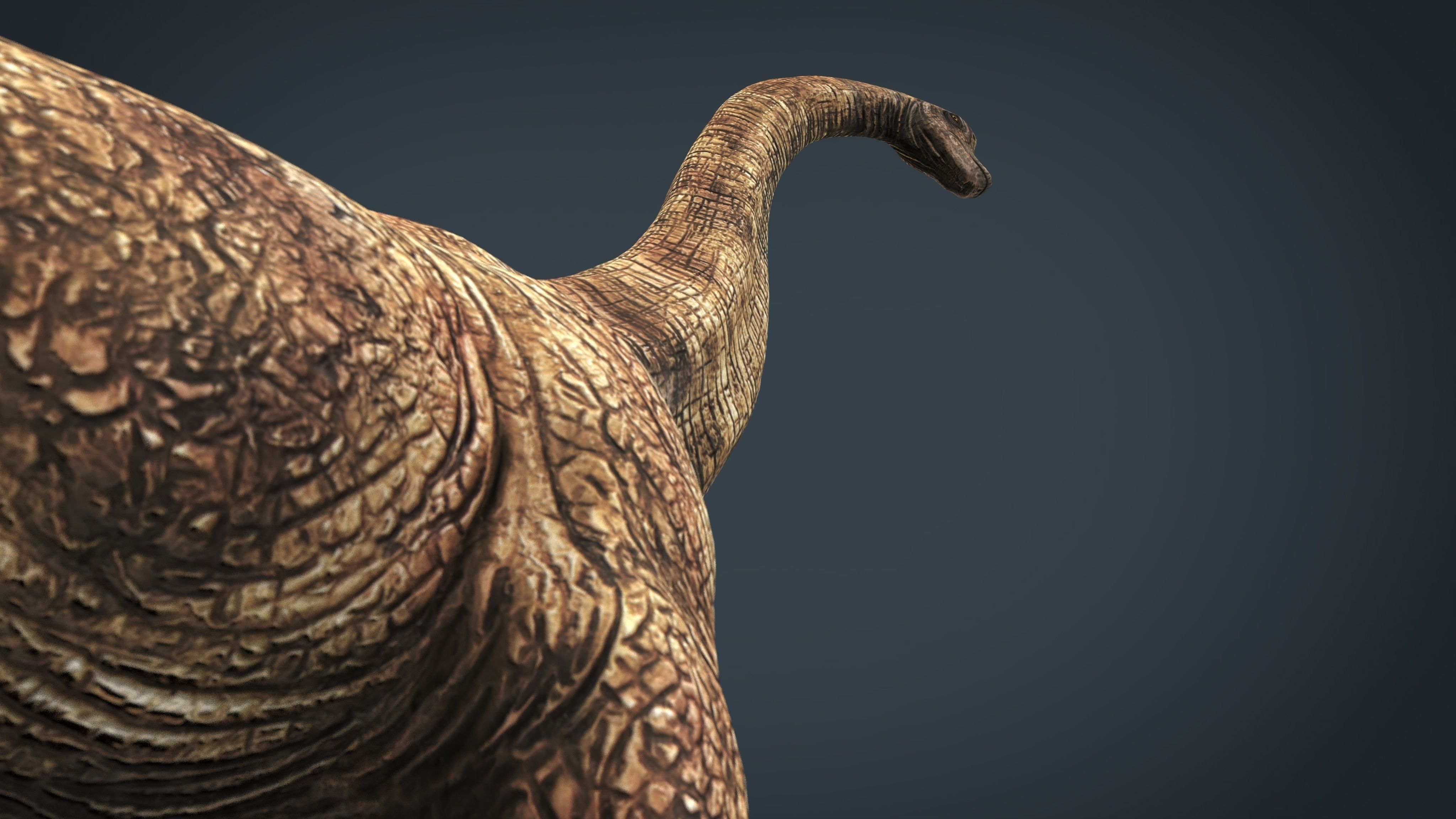 Brachiosaurus dinosaur Low-poly 3D model_13