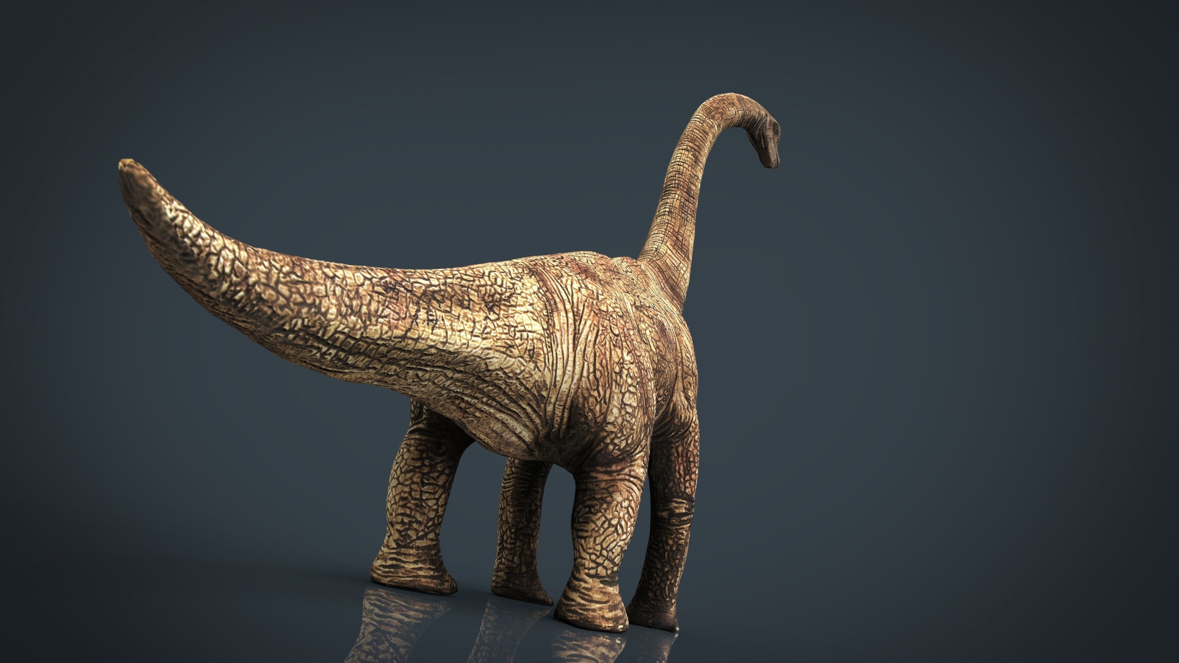 Brachiosaurus dinosaur Low-poly 3D model_16