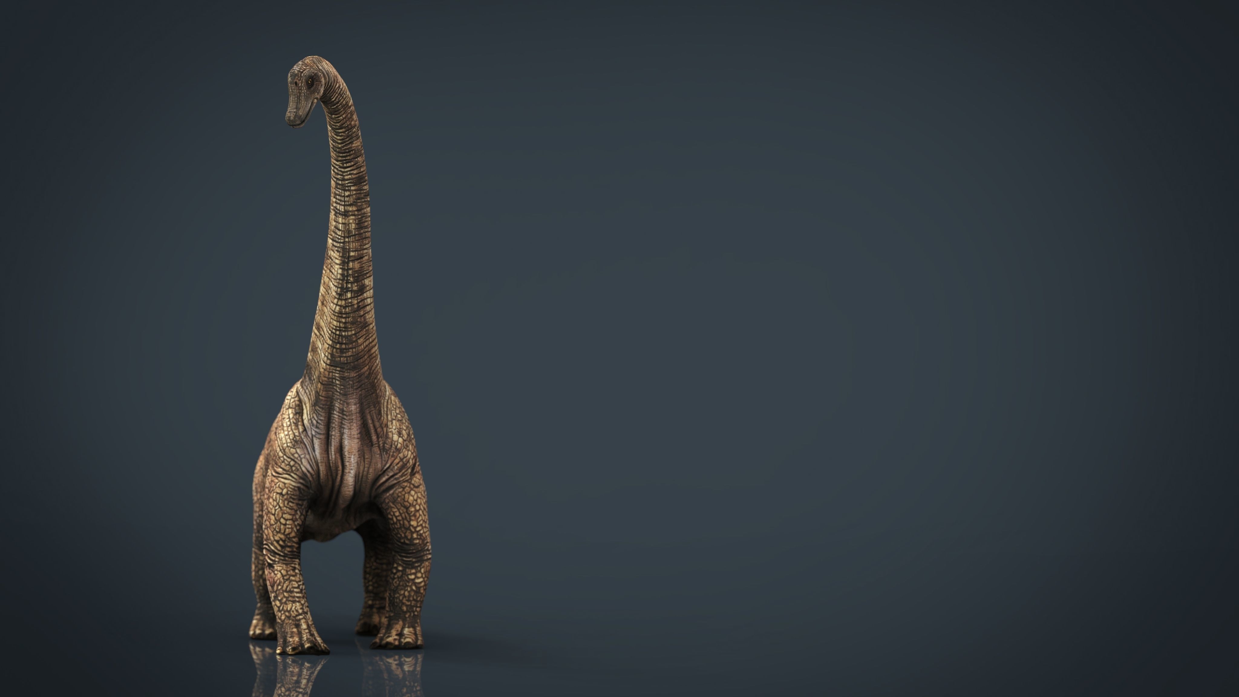 Brachiosaurus dinosaur Low-poly 3D model_12