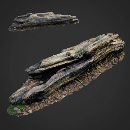 3d scanned nature forest stuff 009 Low-poly 3D model