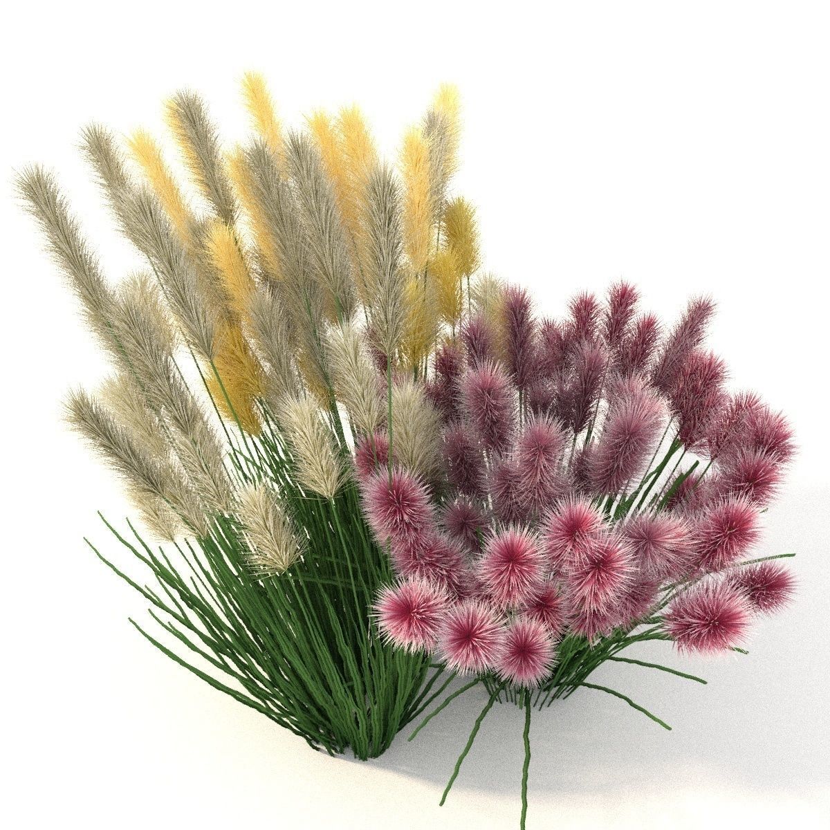 Cortaderia 3D model_4