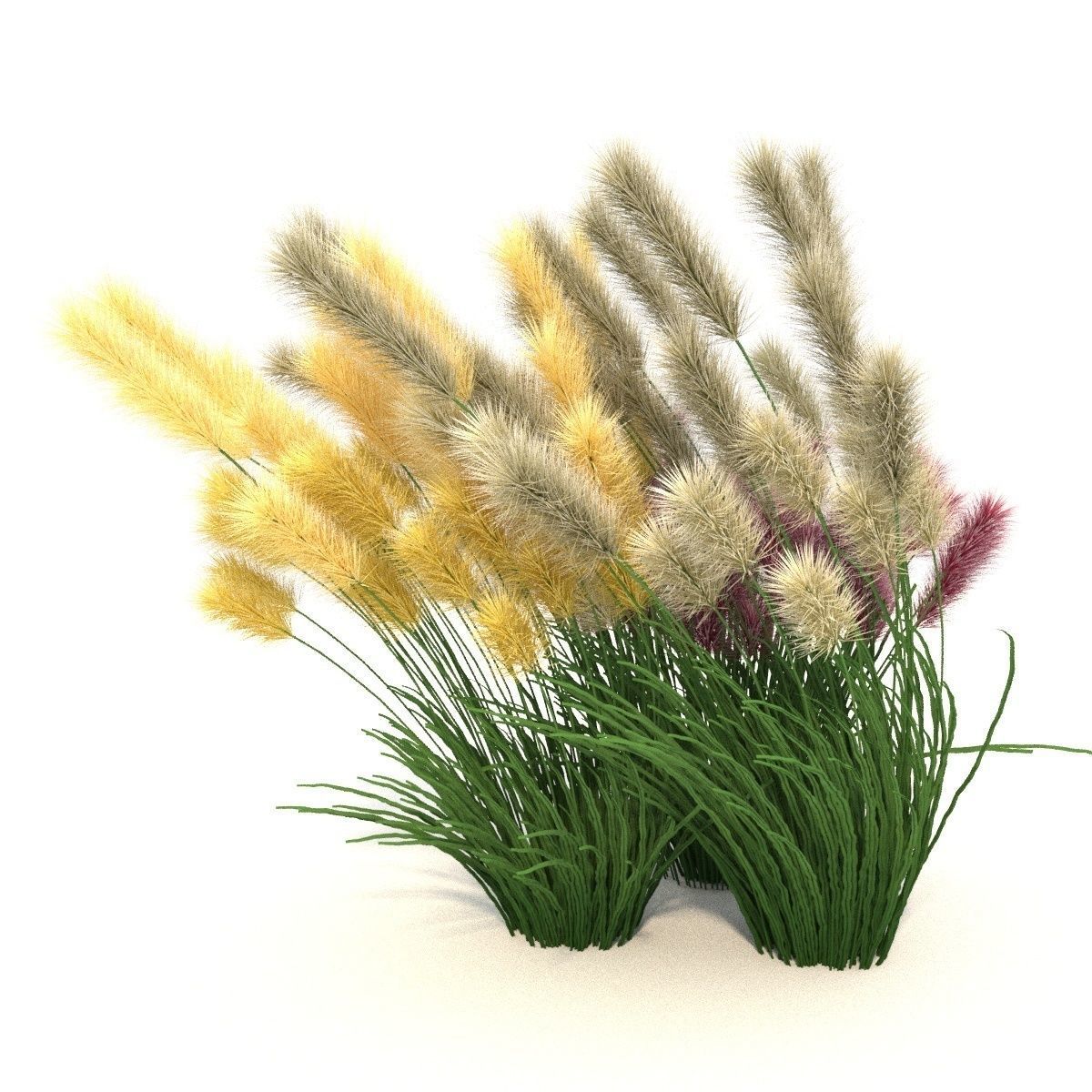 Cortaderia 3D model_5