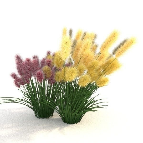 Cortaderia 3D model_2