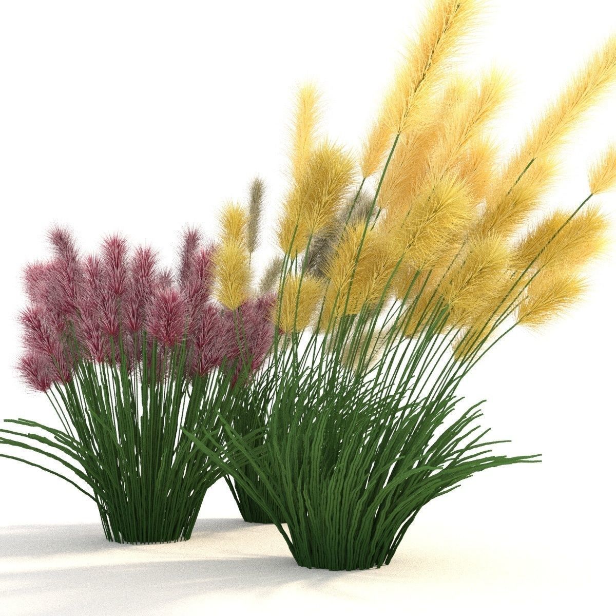 Cortaderia 3D model_3