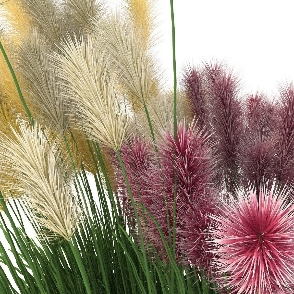 Cortaderia 3D model_1