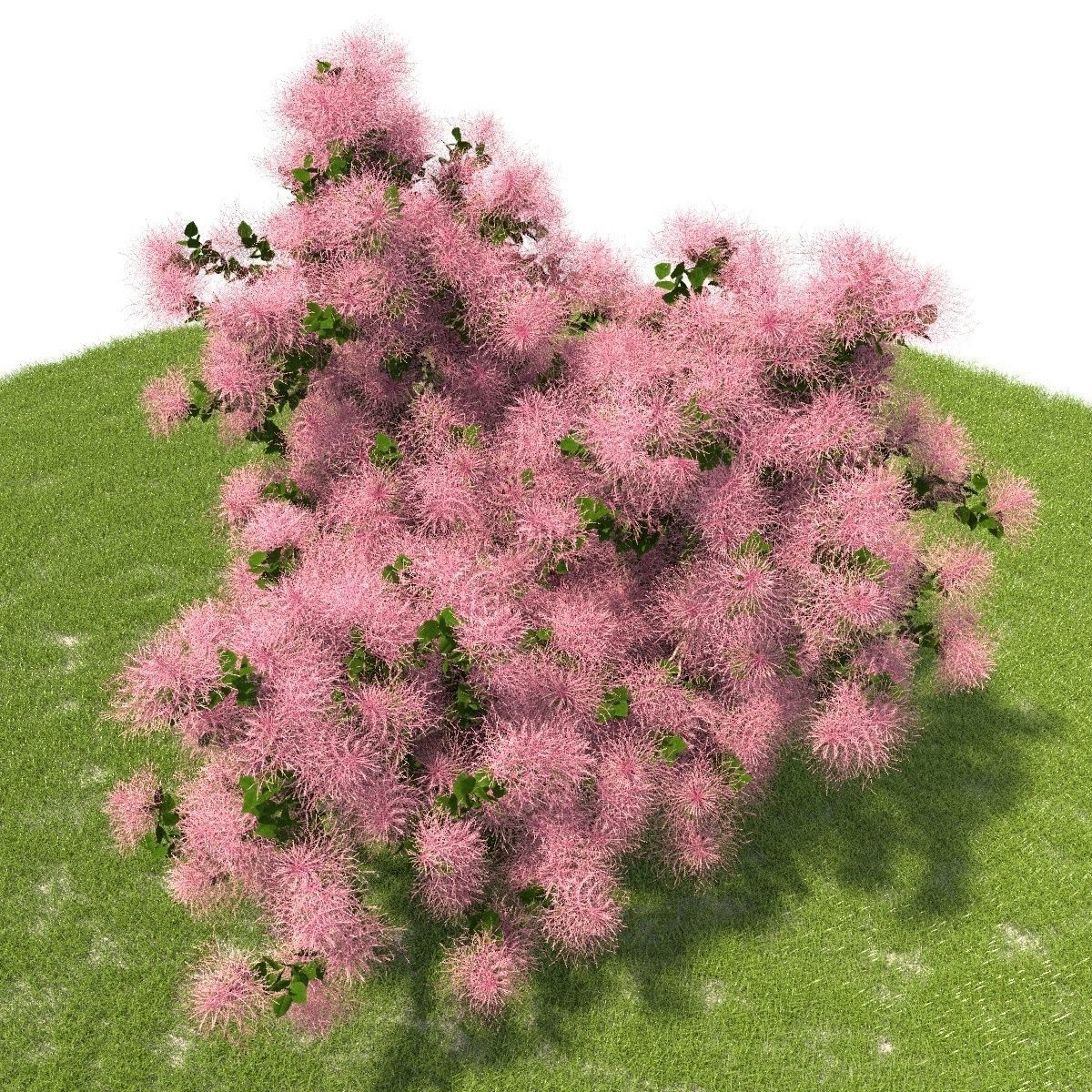 European Smoketree kollection 3D model_7