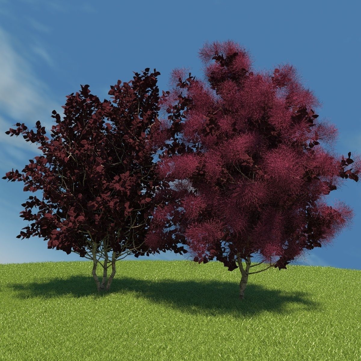 European Smoketree kollection 3D model_2