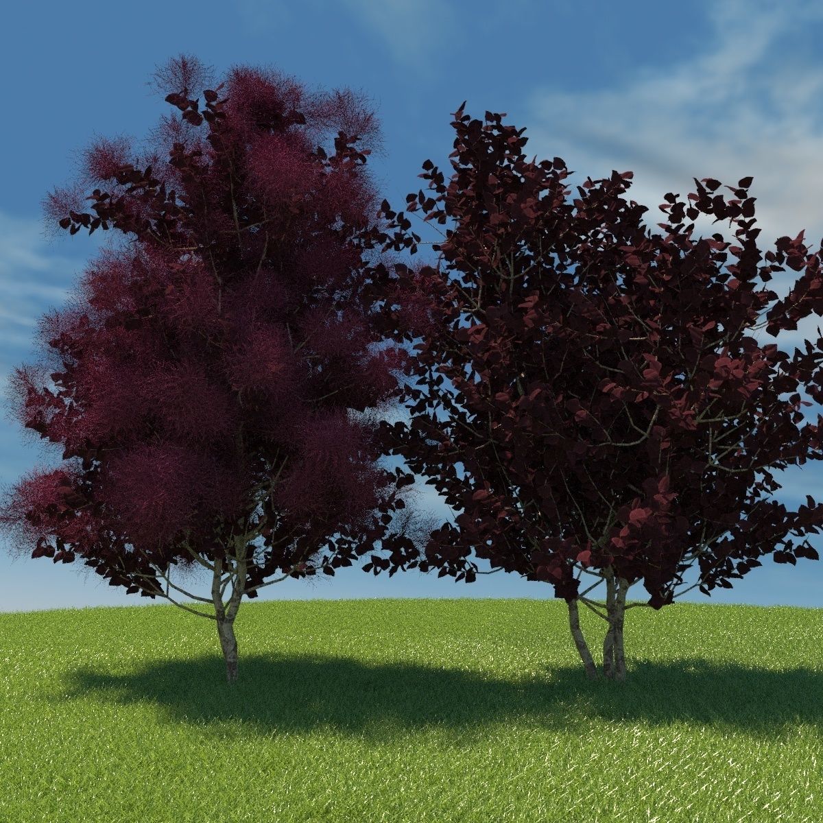 European Smoketree kollection 3D model_4