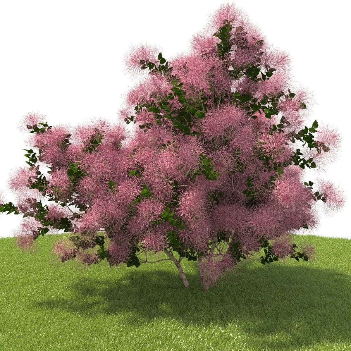 European Smoketree kollection 3D model_6