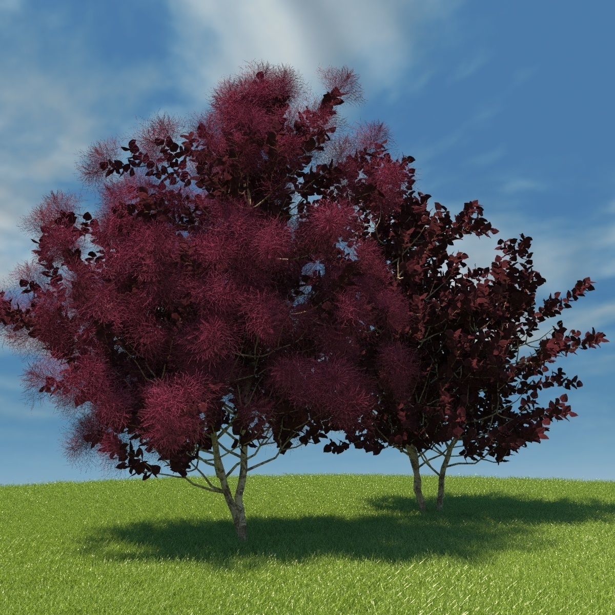 European Smoketree kollection 3D model_0
