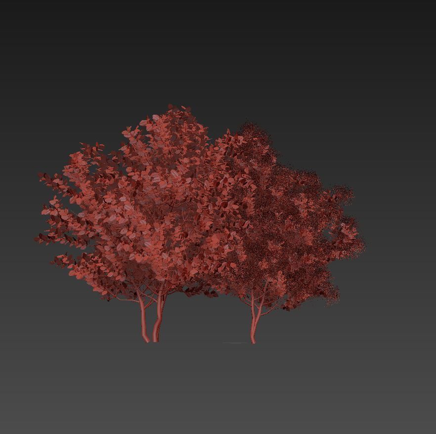 European Smoketree kollection 3D model_10