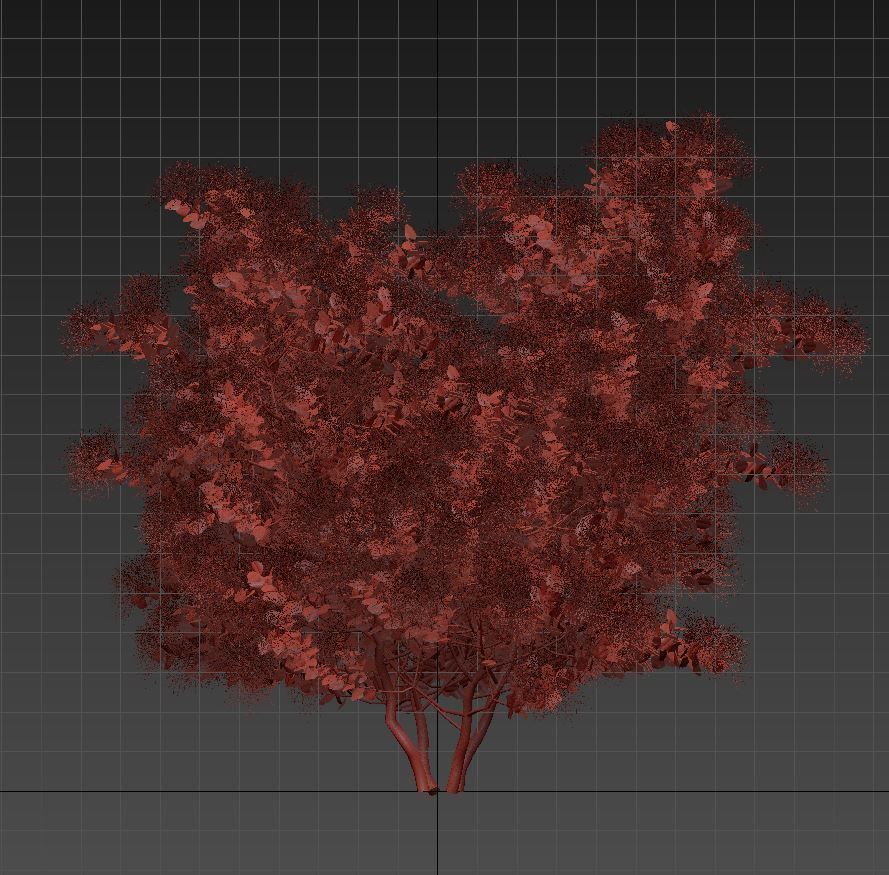 European Smoketree kollection 3D model_11