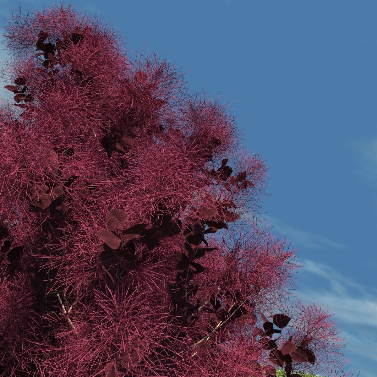 European Smoketree kollection 3D model_3