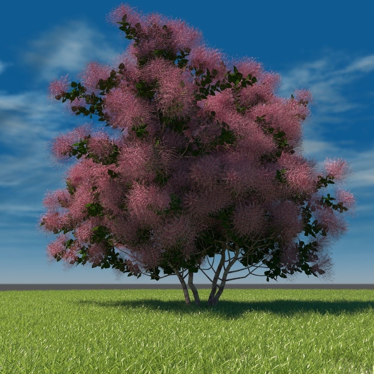 European Smoketree kollection 3D model_1