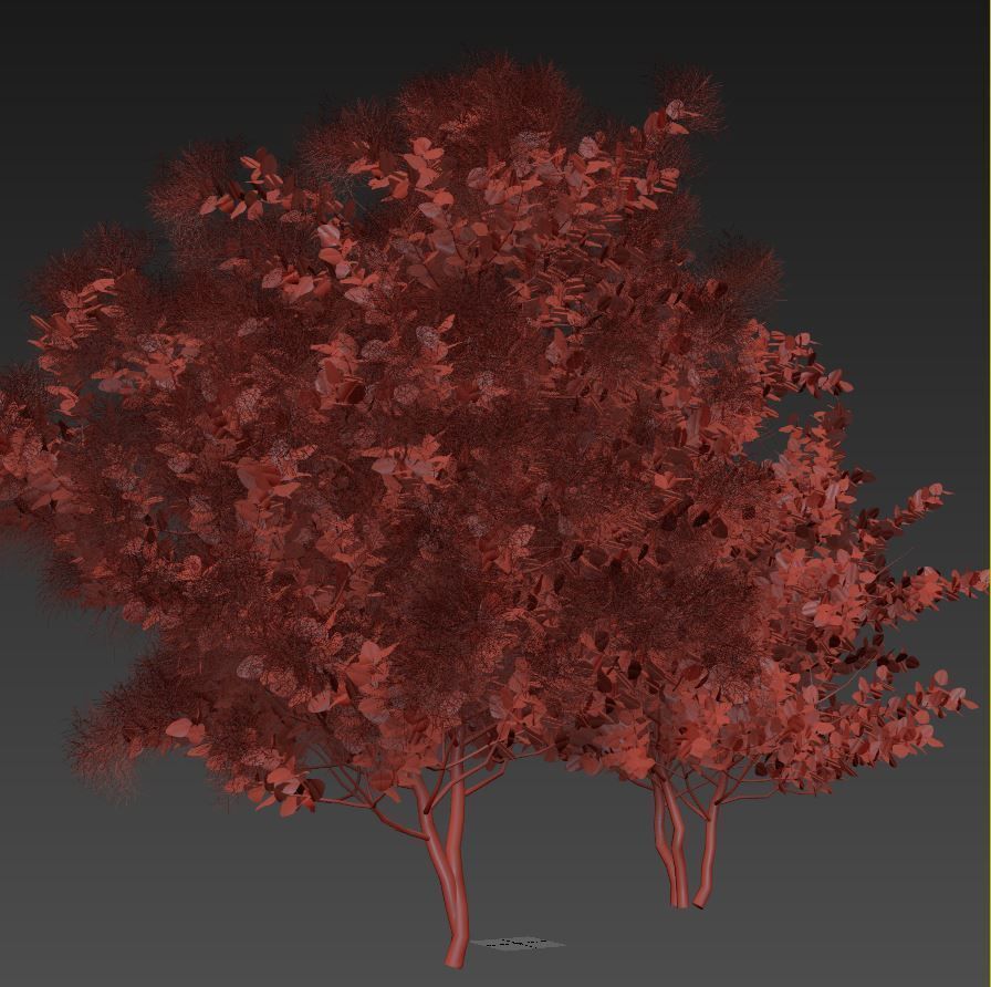 European Smoketree kollection 3D model_9