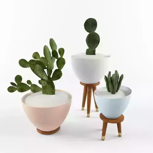 Cactus Set for decorating Your interiors 3D model