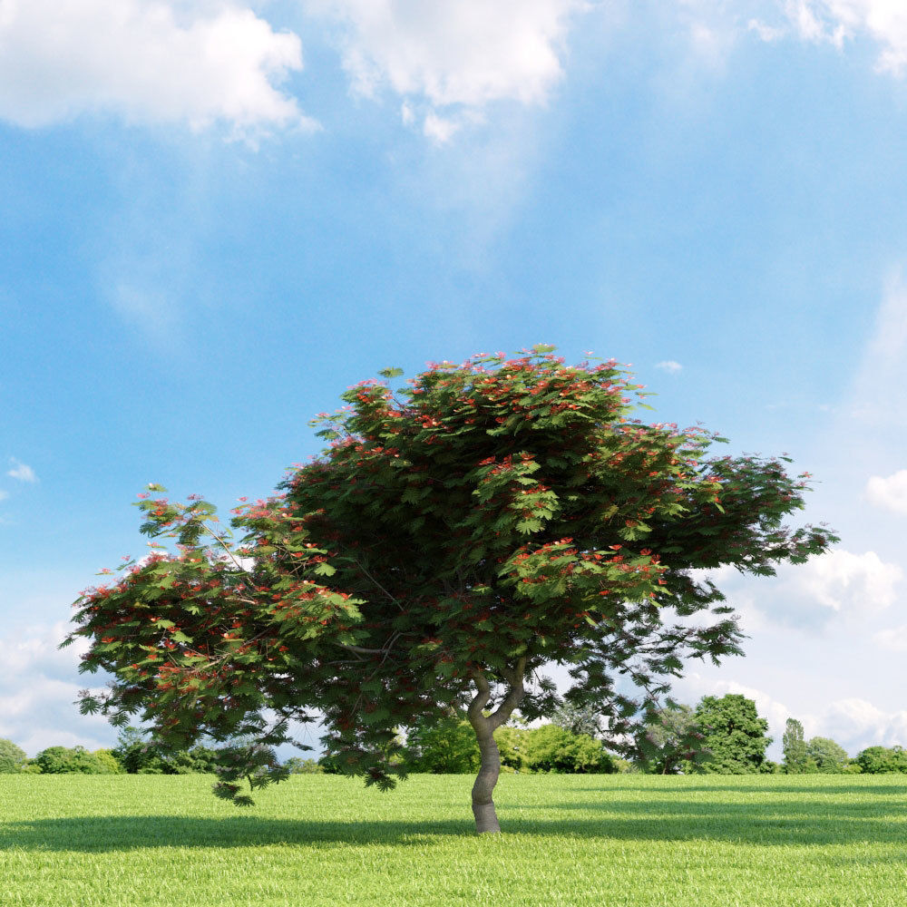 Archmodels vol 136 - high quality trees models 3D model_72