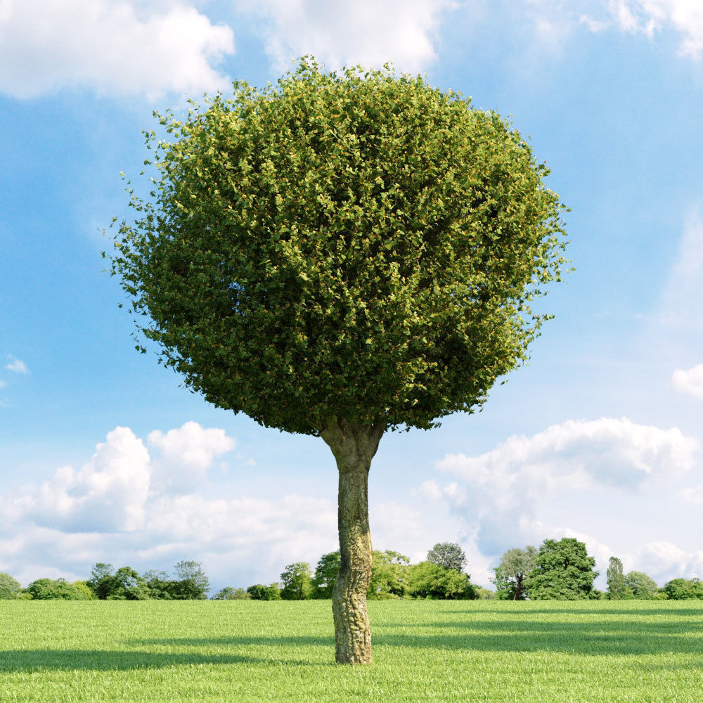 Archmodels vol 136 - high quality trees models 3D model_51