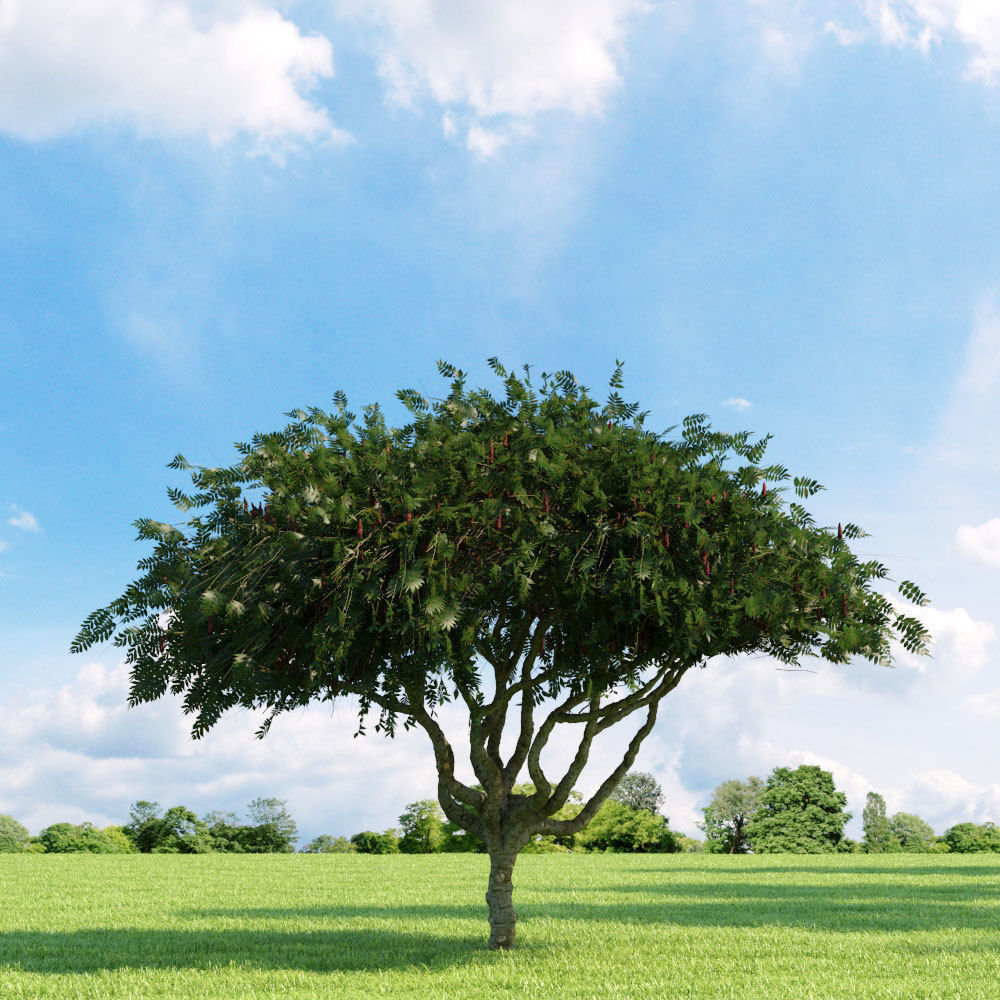 Archmodels vol 136 - high quality trees models 3D model_84