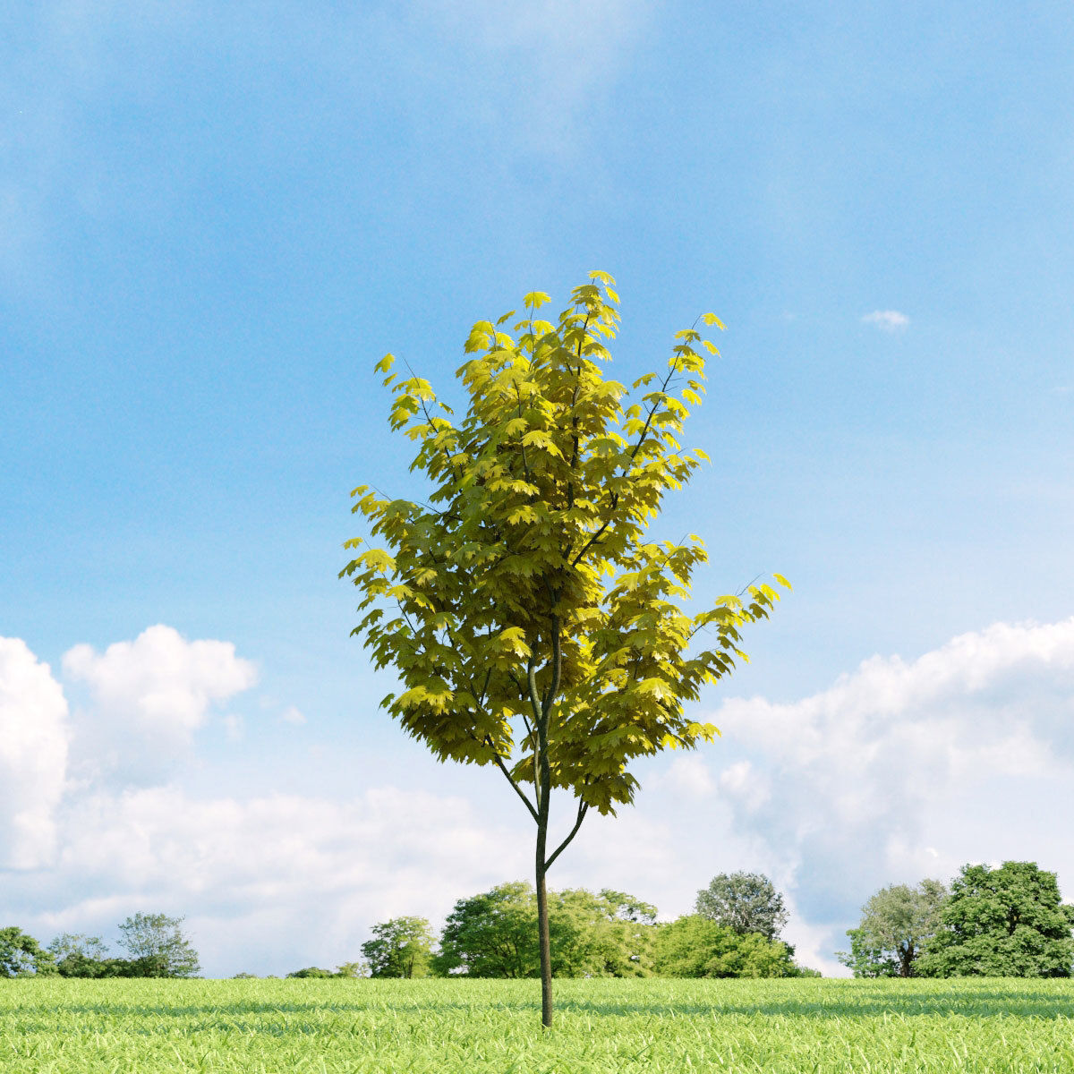 Archmodels vol 136 - high quality trees models 3D model_41