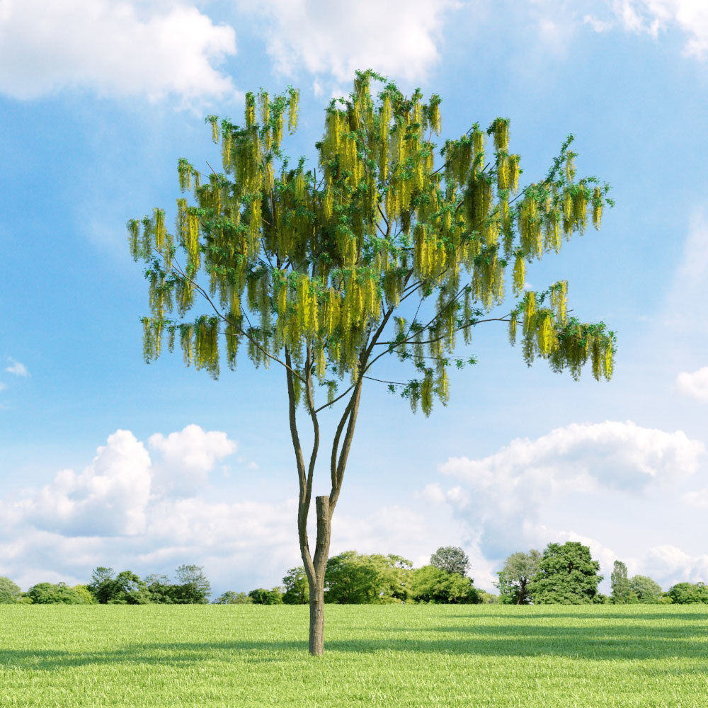Archmodels vol 136 - high quality trees models 3D model_61