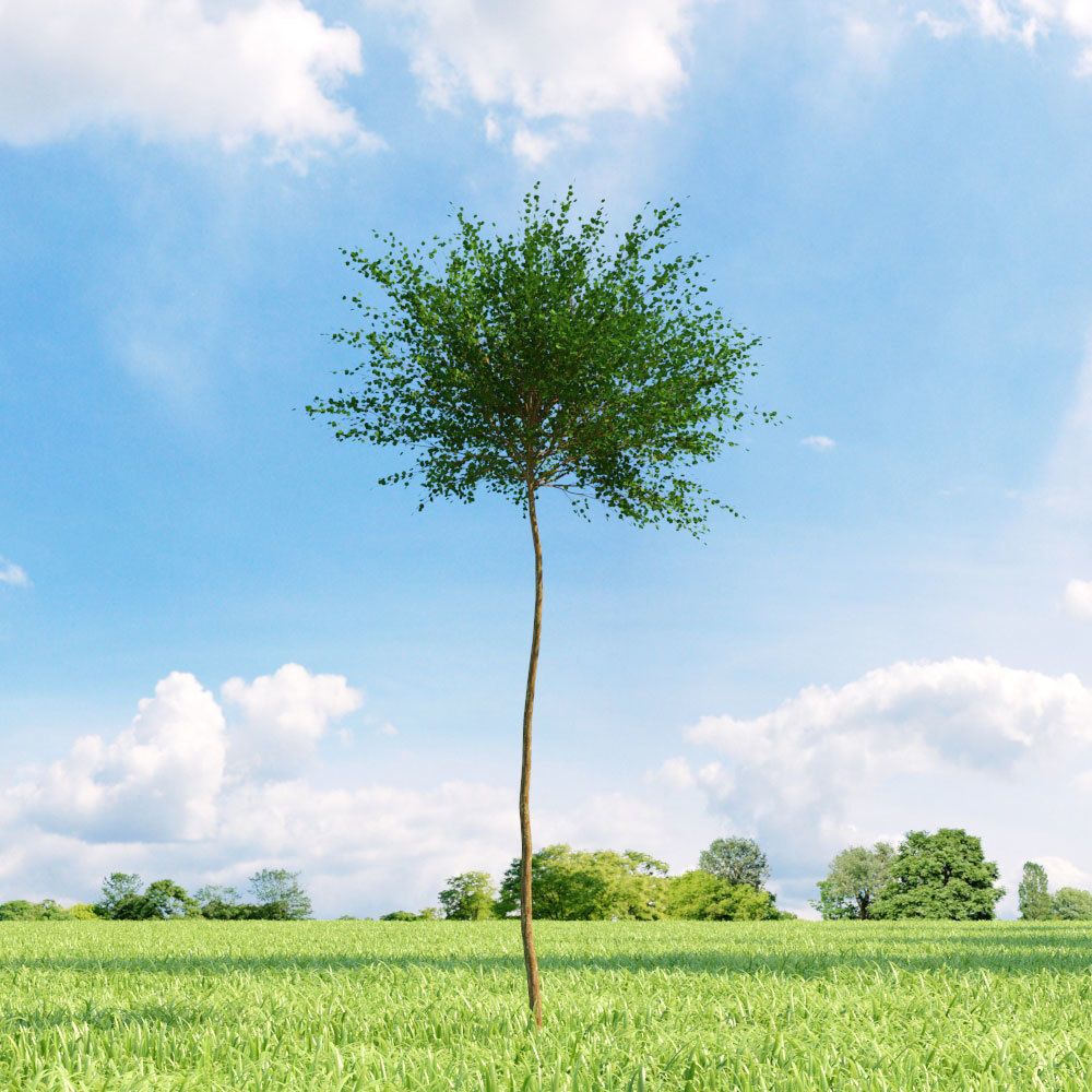 Archmodels vol 136 - high quality trees models 3D model_98