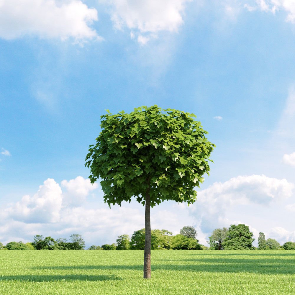 Archmodels vol 136 - high quality trees models 3D model_89