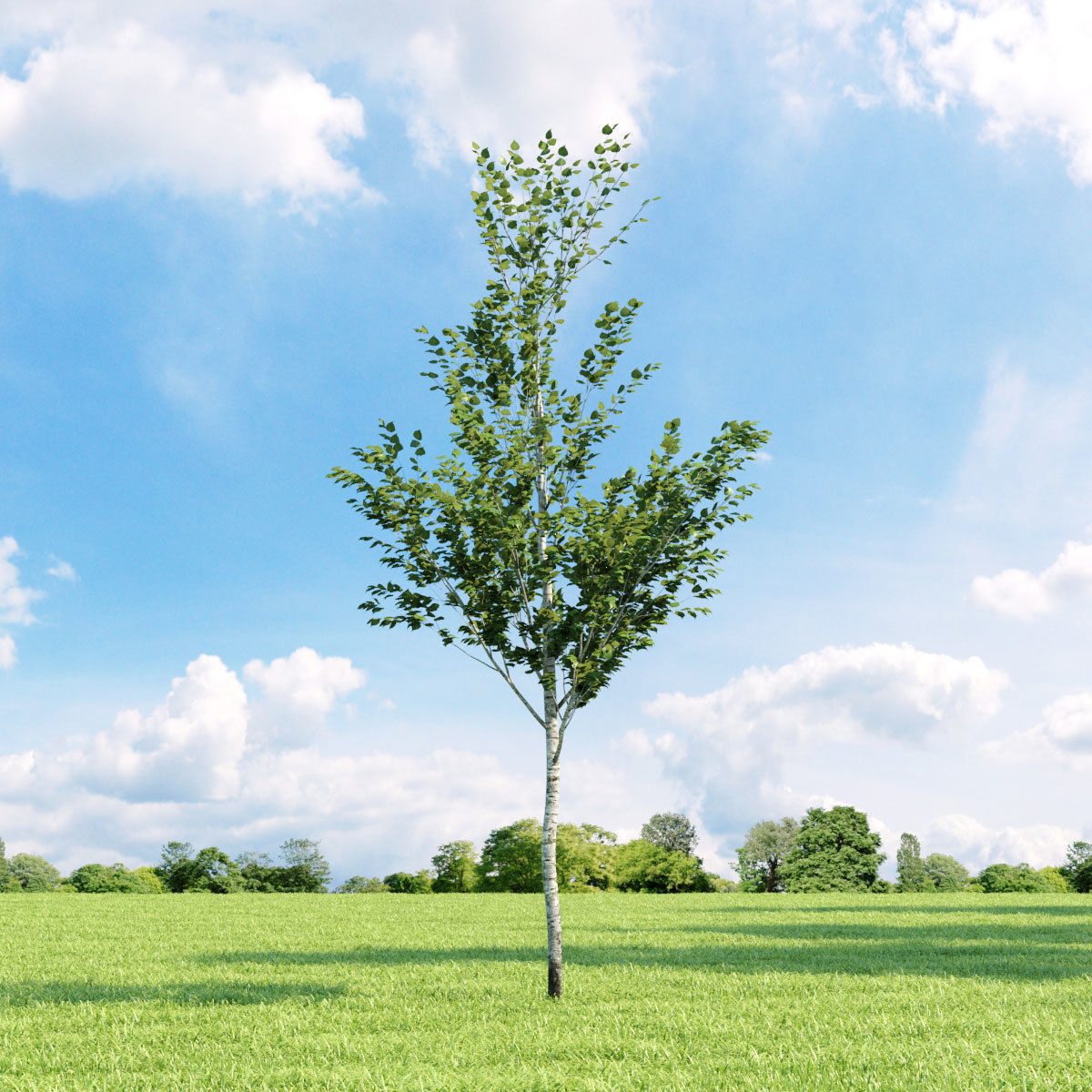 Archmodels vol 136 - high quality trees models 3D model_30