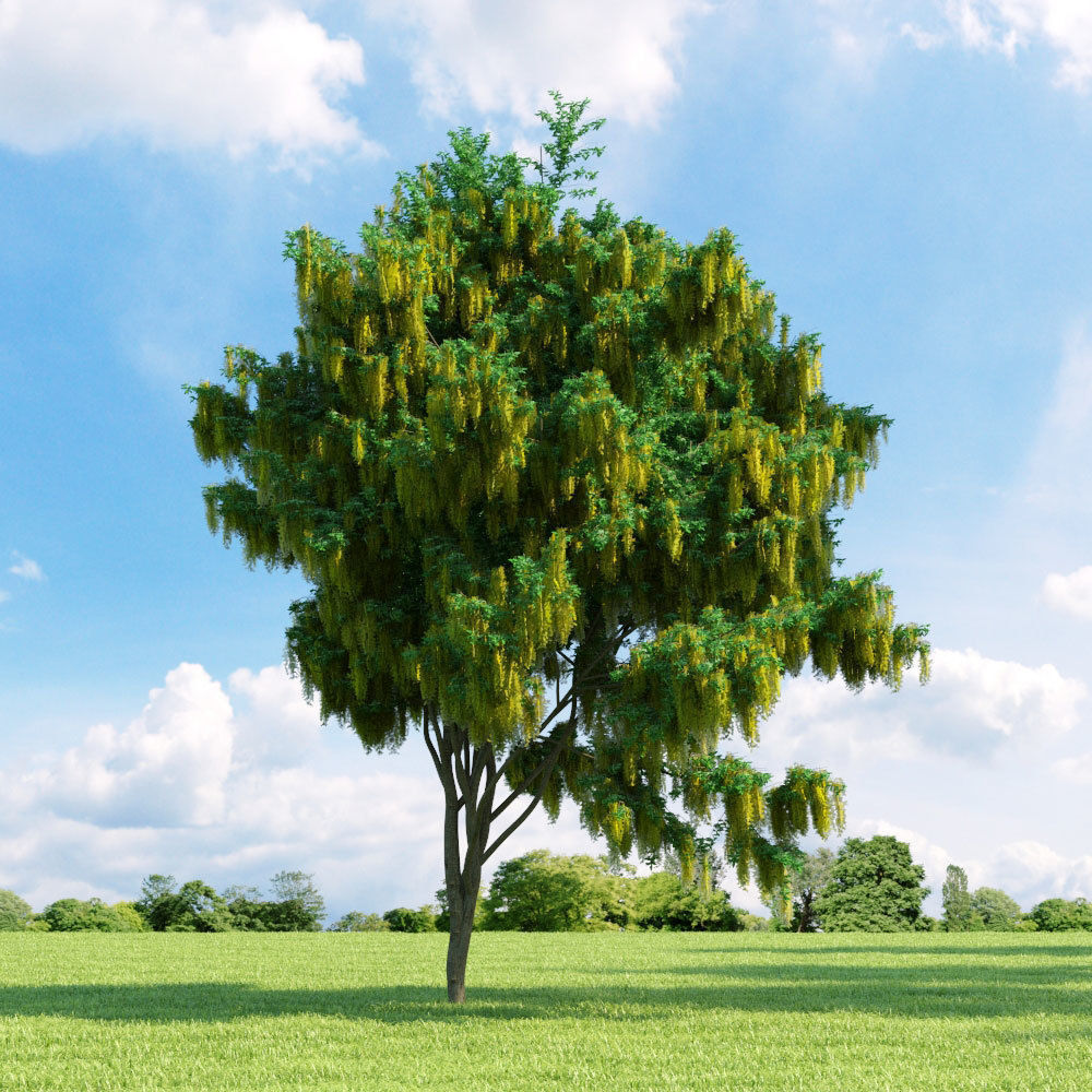 Archmodels vol 136 - high quality trees models 3D model_53