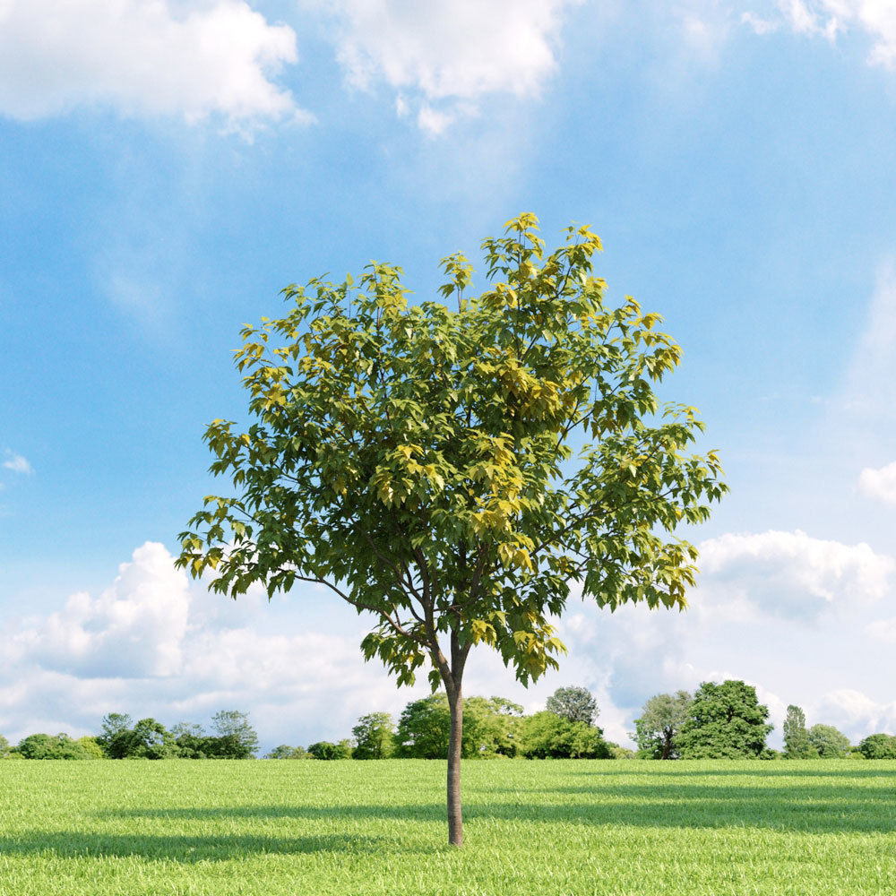 Archmodels vol 136 - high quality trees models 3D model_58