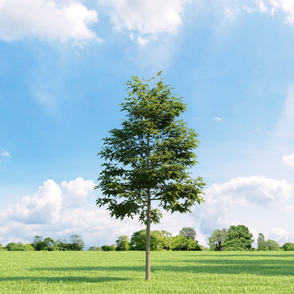 Archmodels vol 136 - high quality trees models 3D model_81