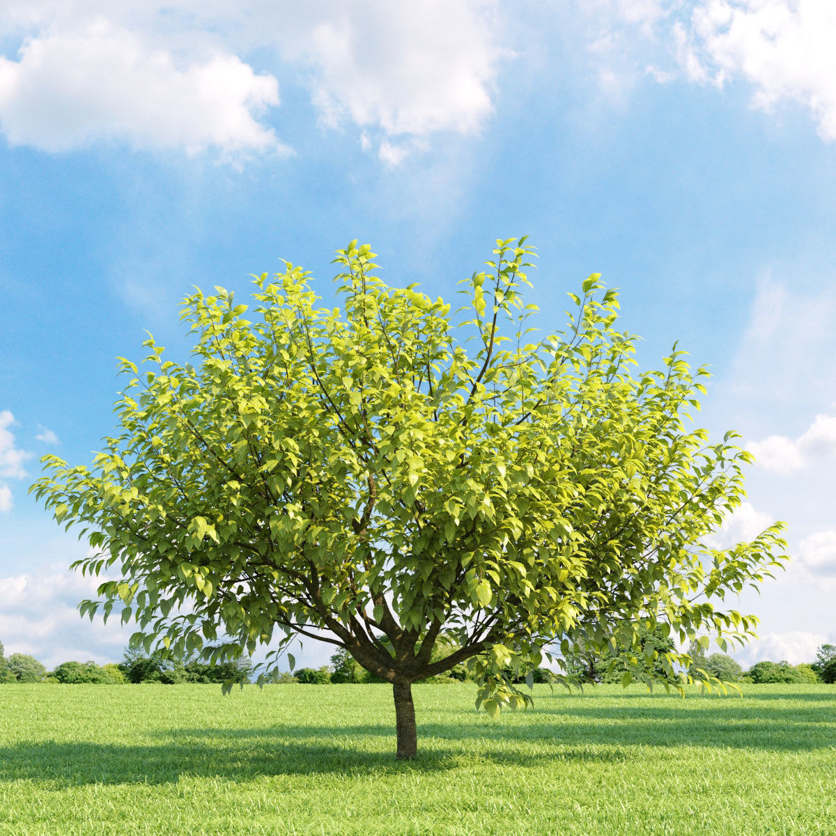 Archmodels vol 136 - high quality trees models 3D model_7