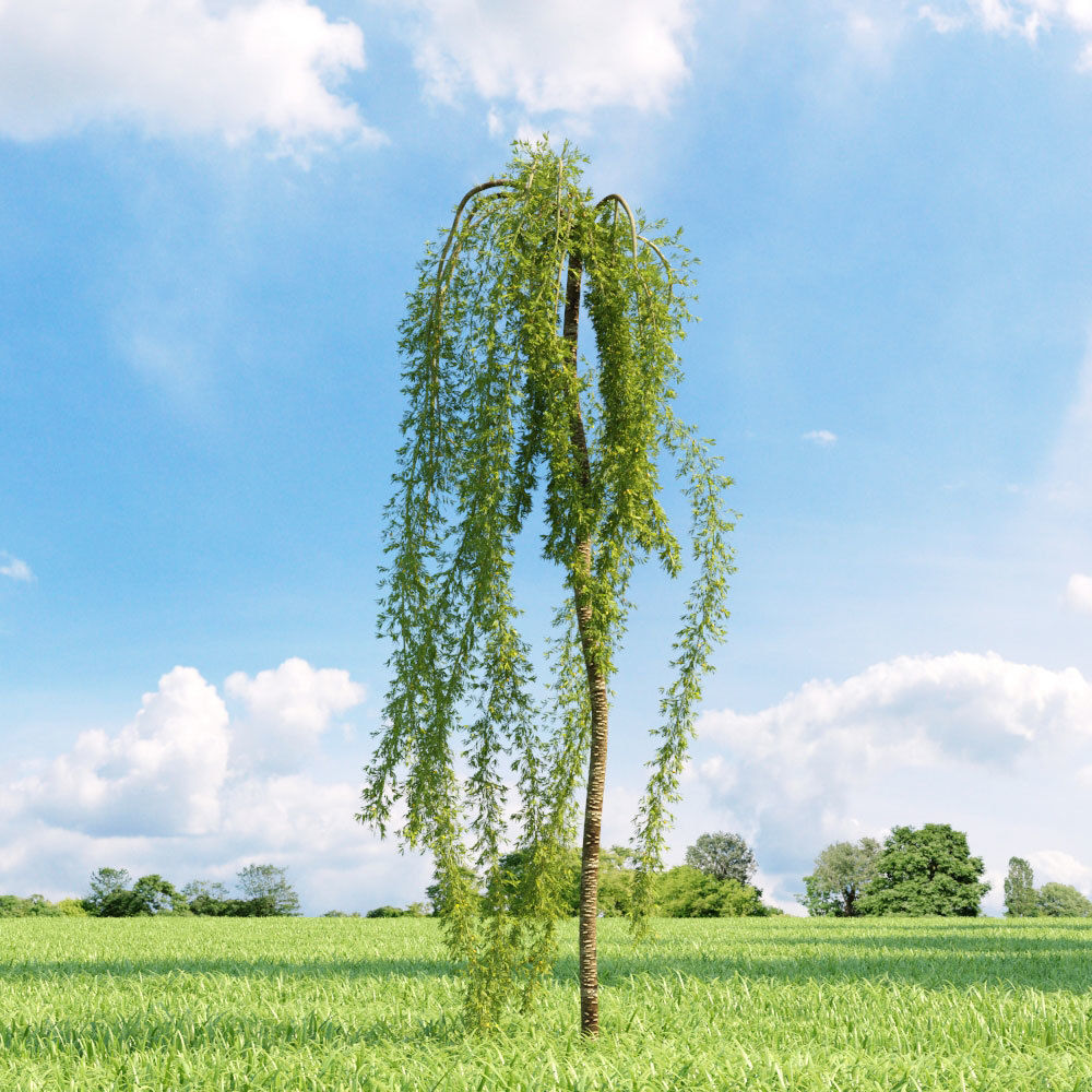 Archmodels vol 136 - high quality trees models 3D model_77