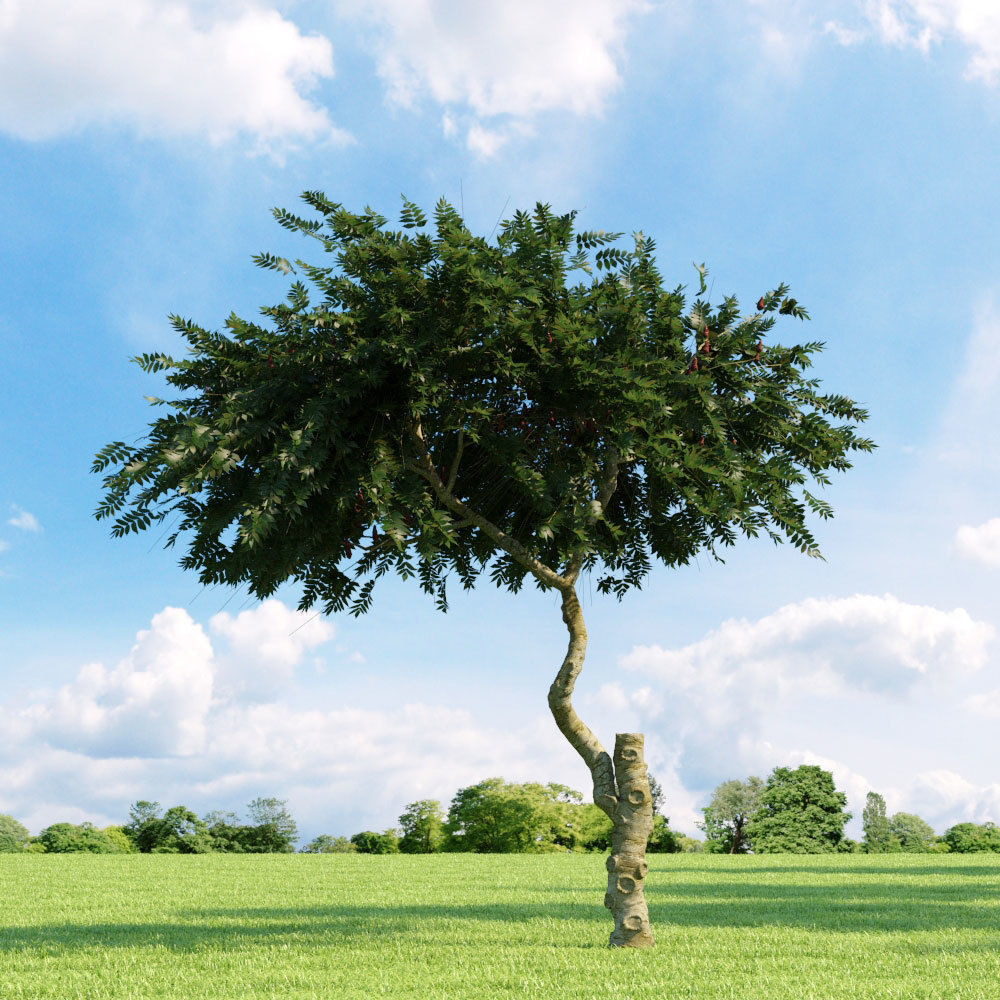 Archmodels vol 136 - high quality trees models 3D model_71