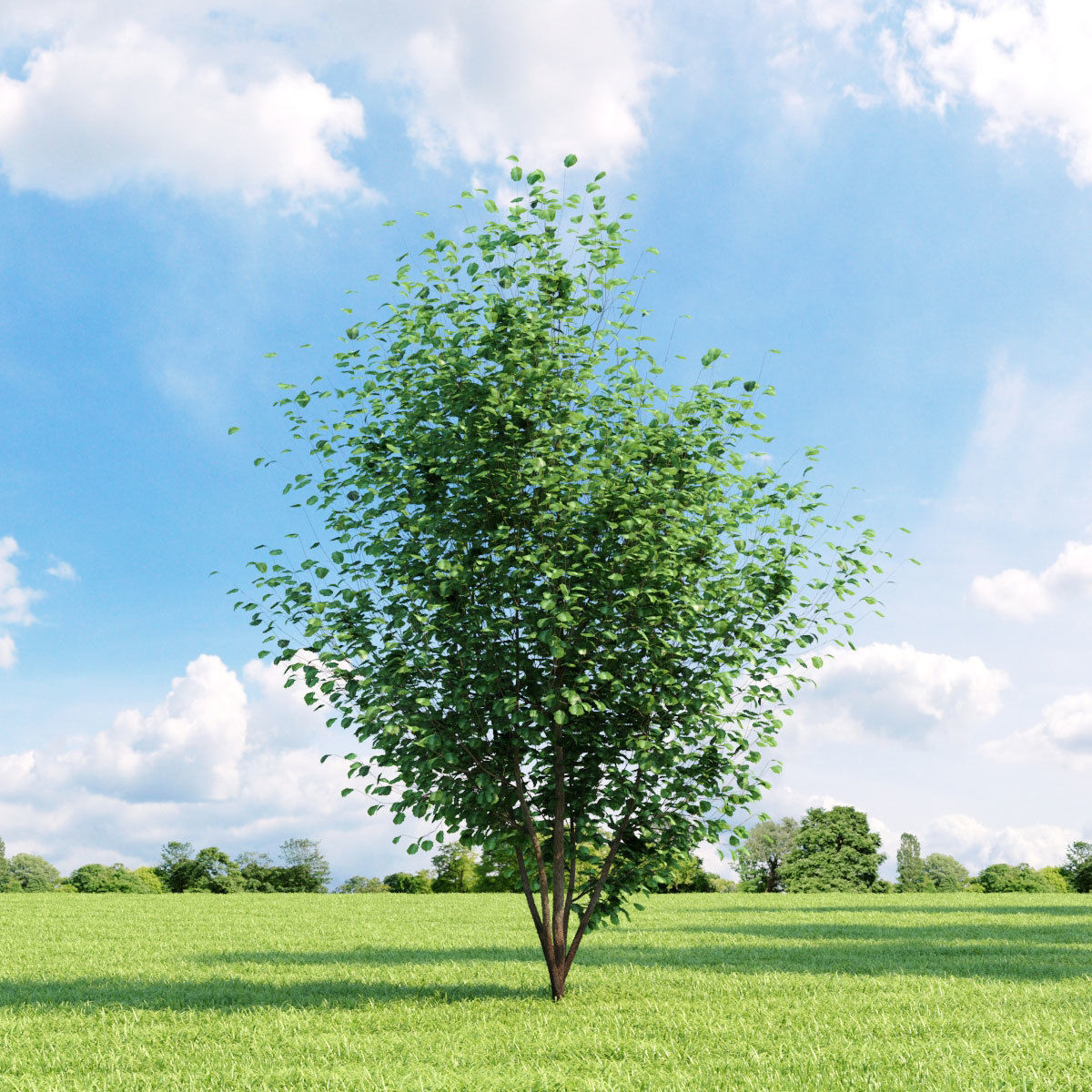 Archmodels vol 136 - high quality trees models 3D model_9