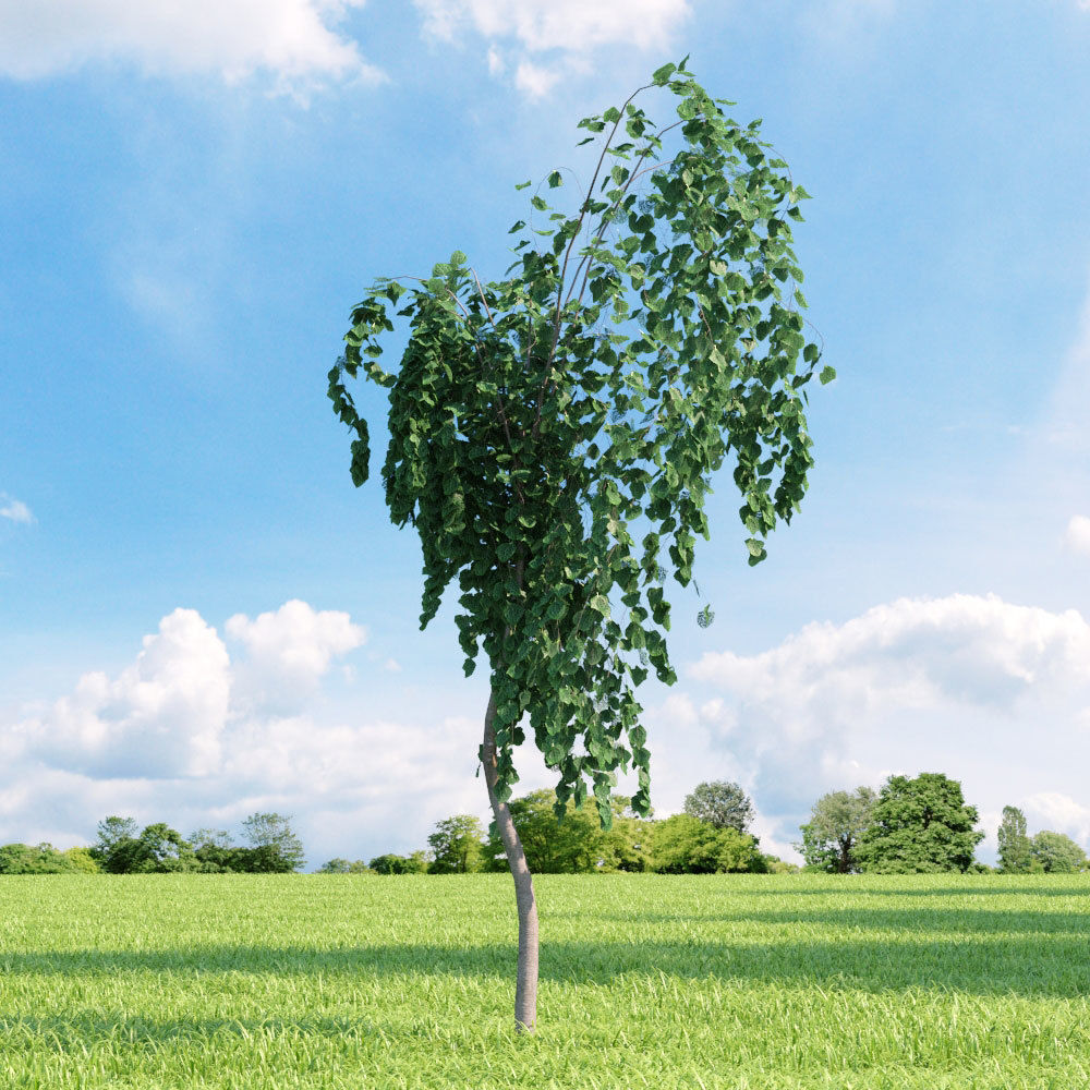 Archmodels vol 136 - high quality trees models 3D model_64