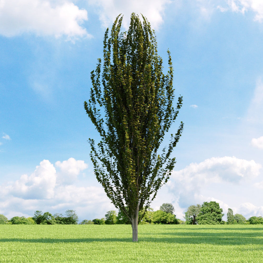 Archmodels vol 136 - high quality trees models 3D model_83