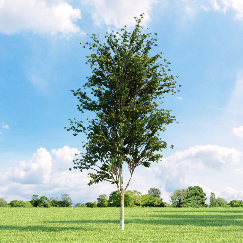 Archmodels vol 136 - high quality trees models 3D model_55