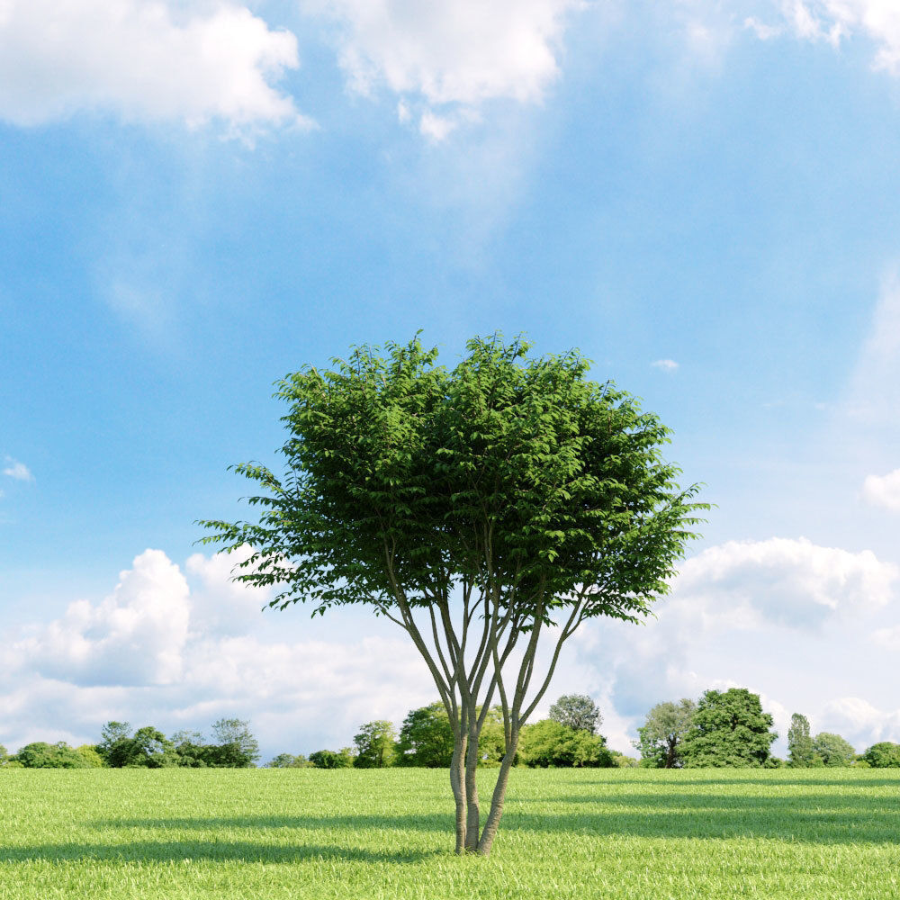 Archmodels vol 136 - high quality trees models 3D model_82