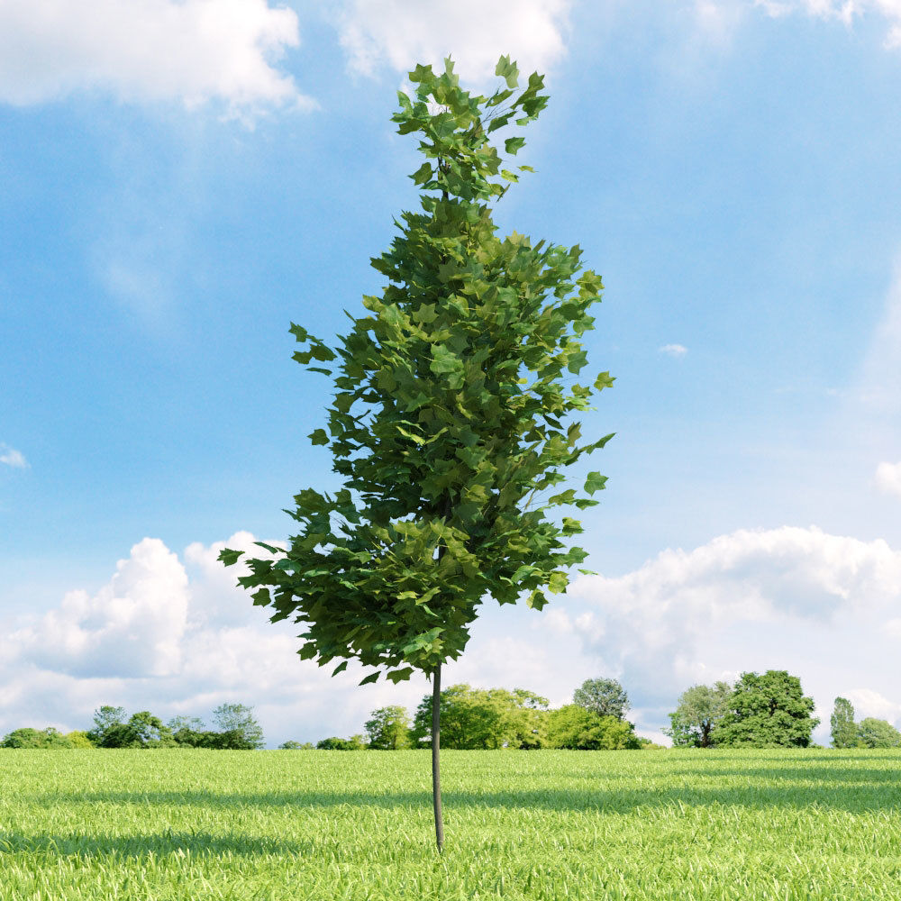 Archmodels vol 136 - high quality trees models 3D model_70