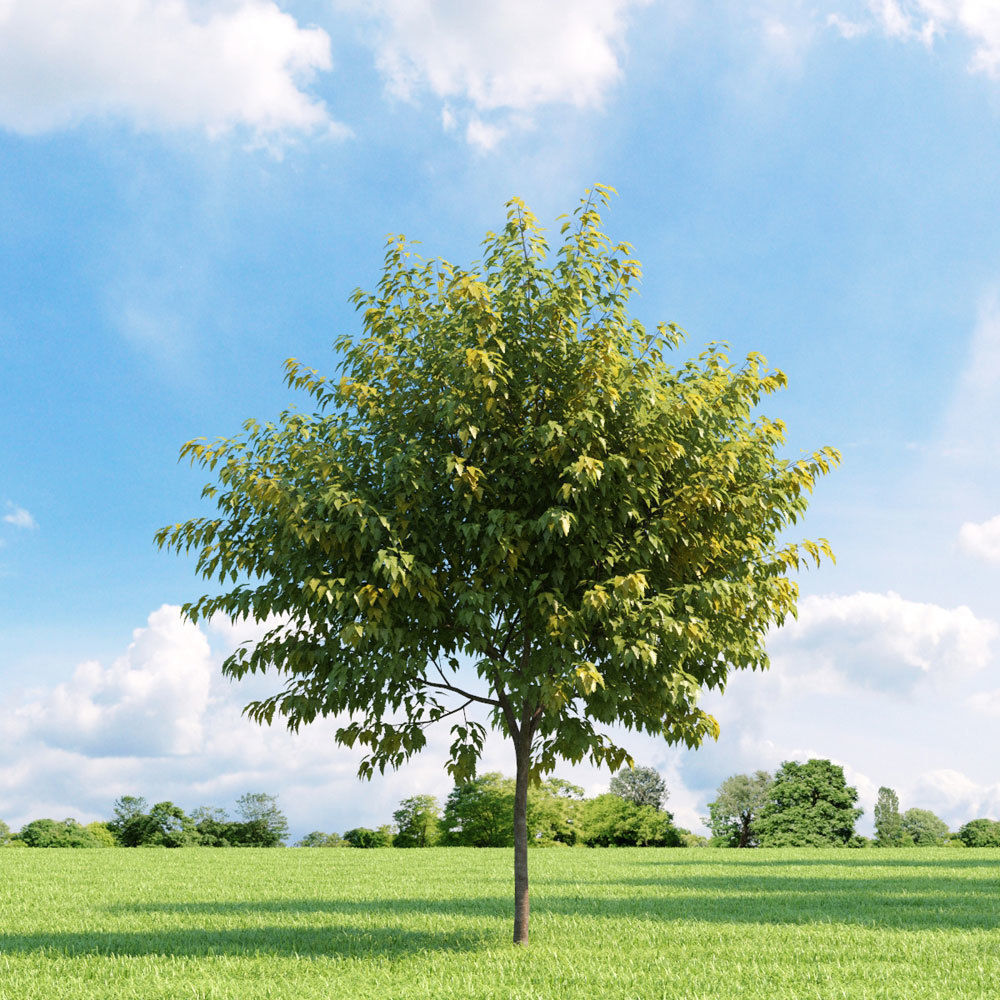 Archmodels vol 136 - high quality trees models 3D model_43