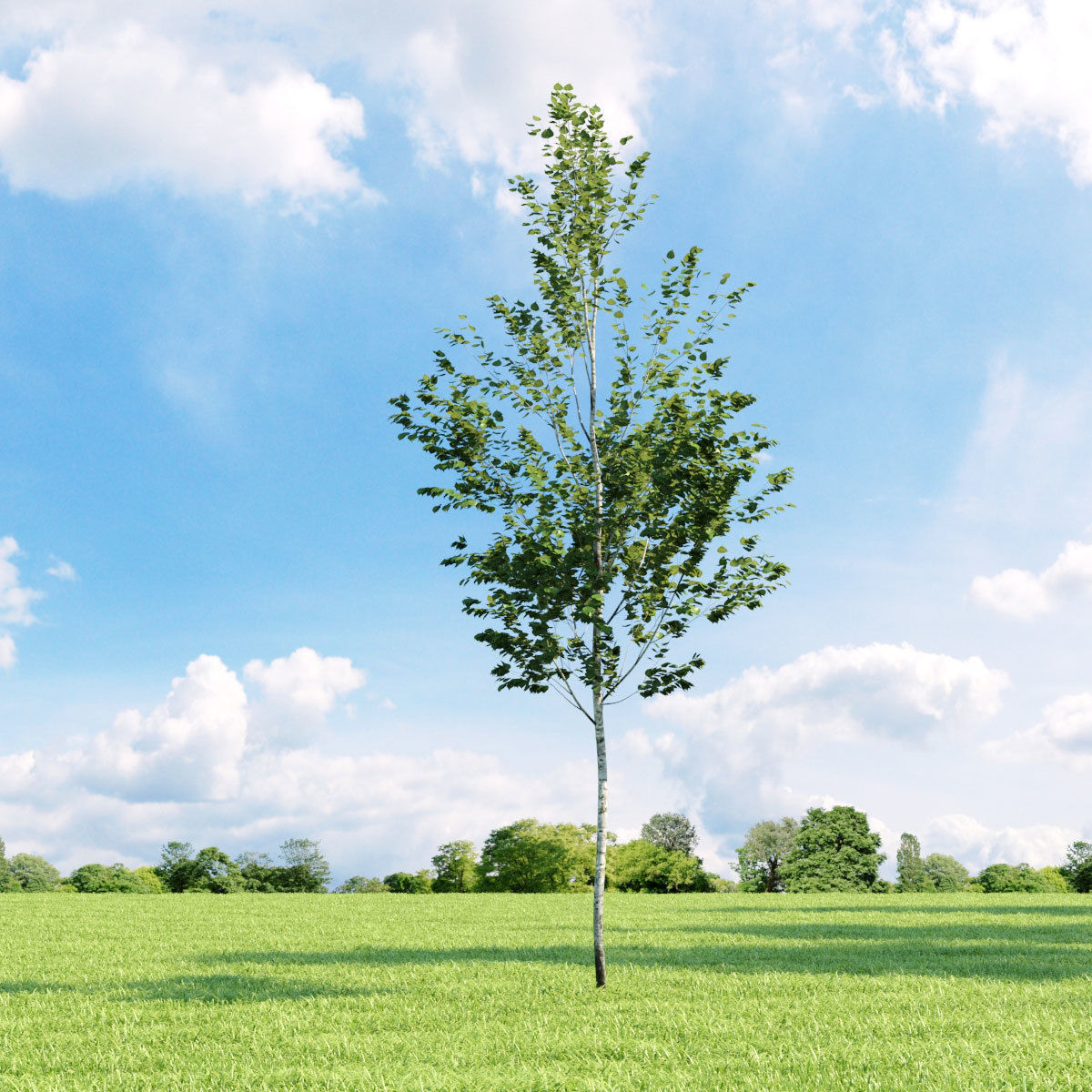 Archmodels vol 136 - high quality trees models 3D model_29