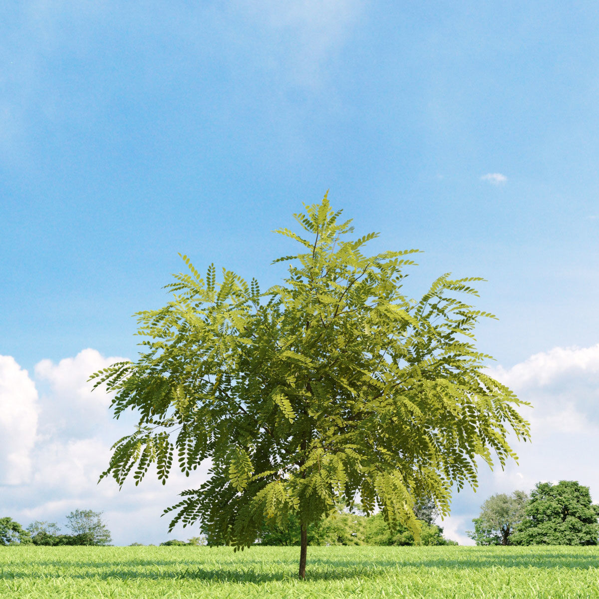 Archmodels vol 136 - high quality trees models 3D model_11