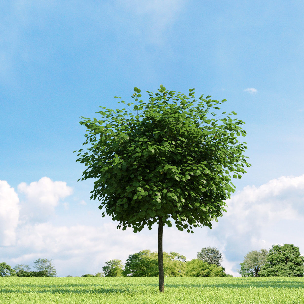 Archmodels vol 136 - high quality trees models 3D model_26